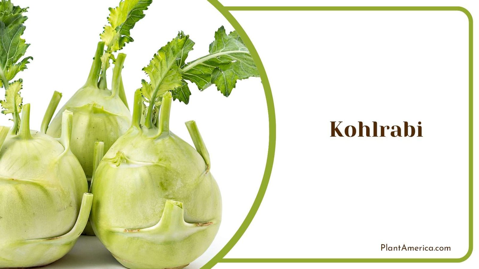 Kohlrabi Flavorful Garden Plant America