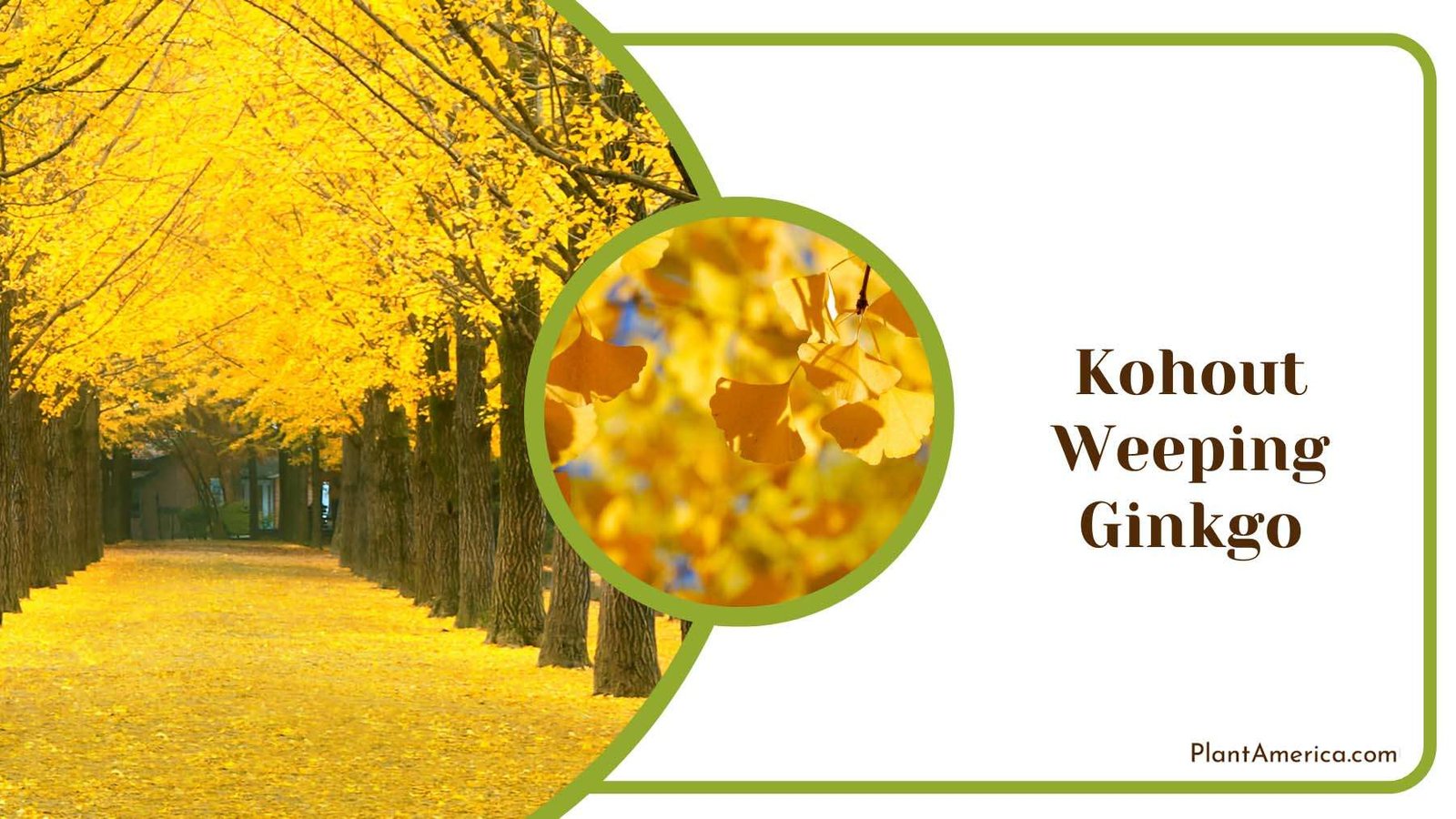 Kohout Weeping Ginkgo Biloba Plant America