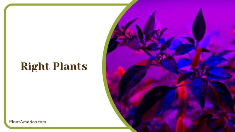 LED Lights for Plants Plant America LED Lights for Plants Plant America