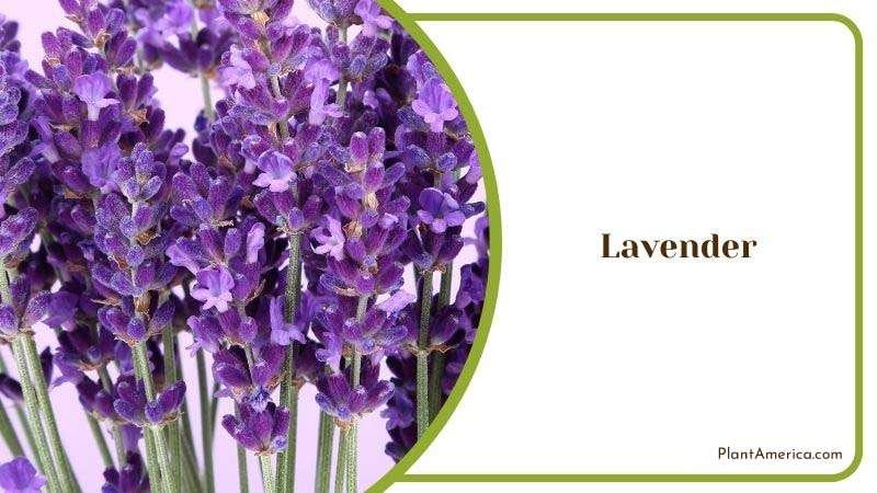 Lavender Growing Season Plant America 1