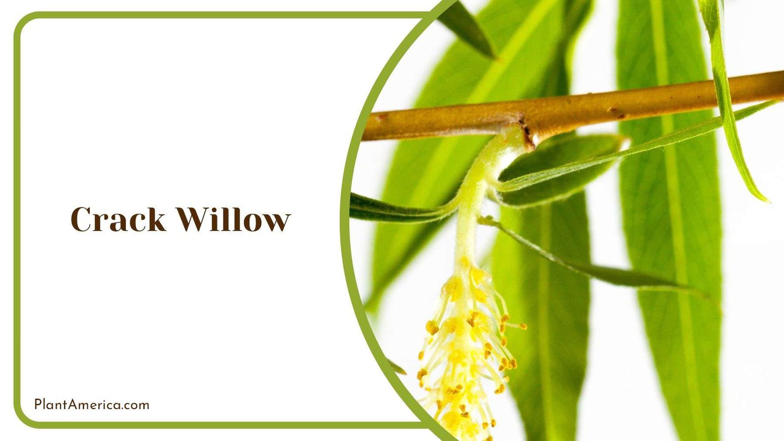 Leaf Shape of Crack Willow PlantAmerica Leaf Shape of Crack Willow PlantAmerica