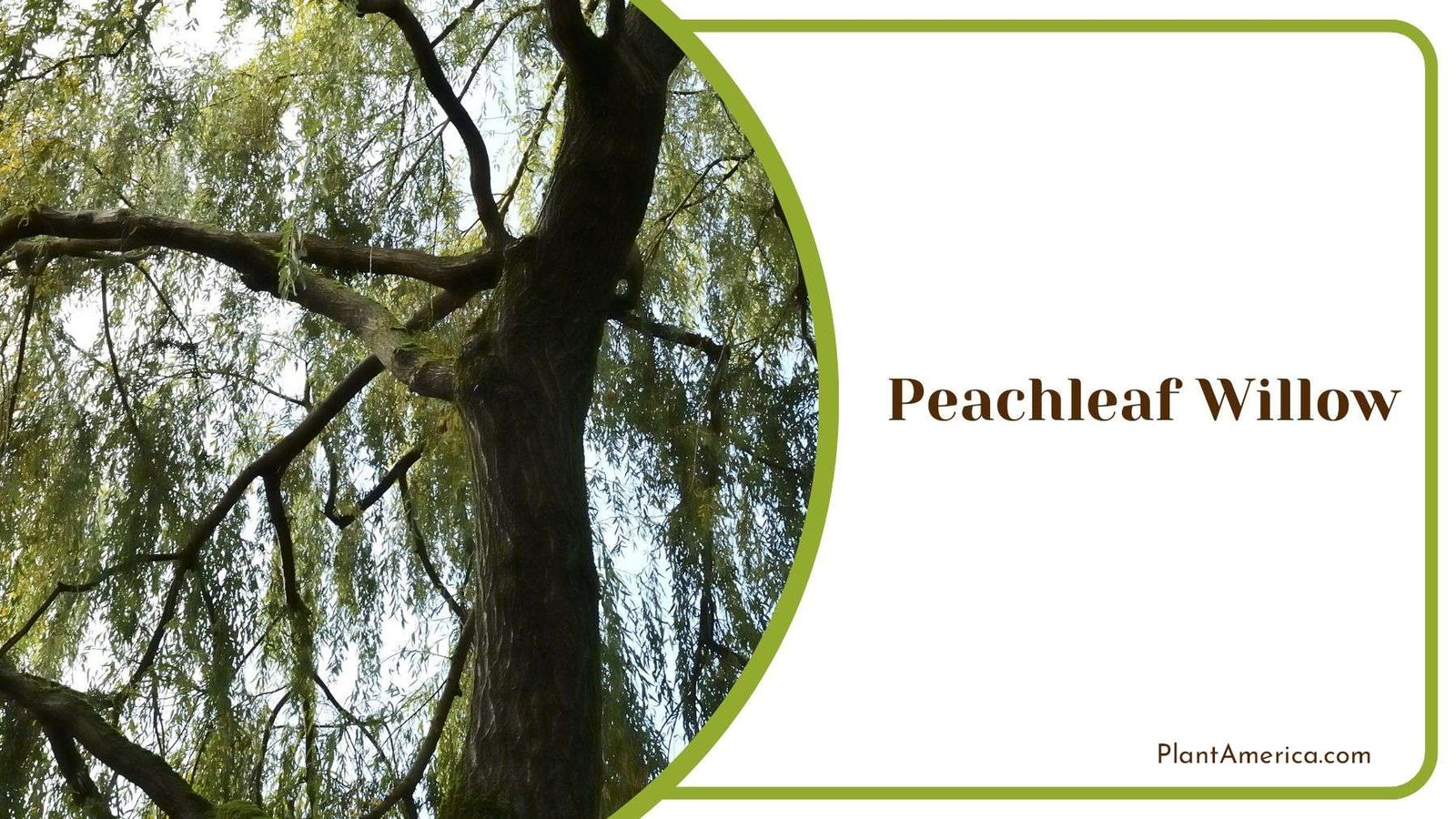 Leaf Shape of Peachleaf Willow PlantAmerica Leaf Shape of Peachleaf Willow PlantAmerica
