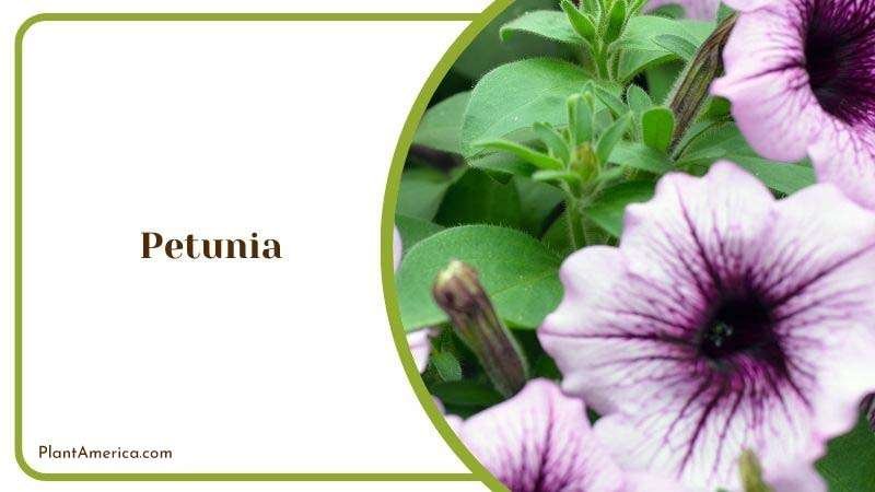 Leaf Shape of Petunia Plant America 1