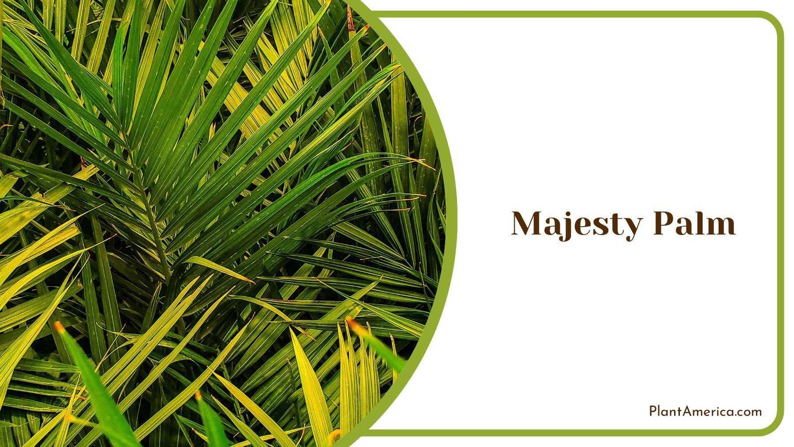 Leaves of Majesty Palm Plant America Leaves of Majesty Palm Plant America