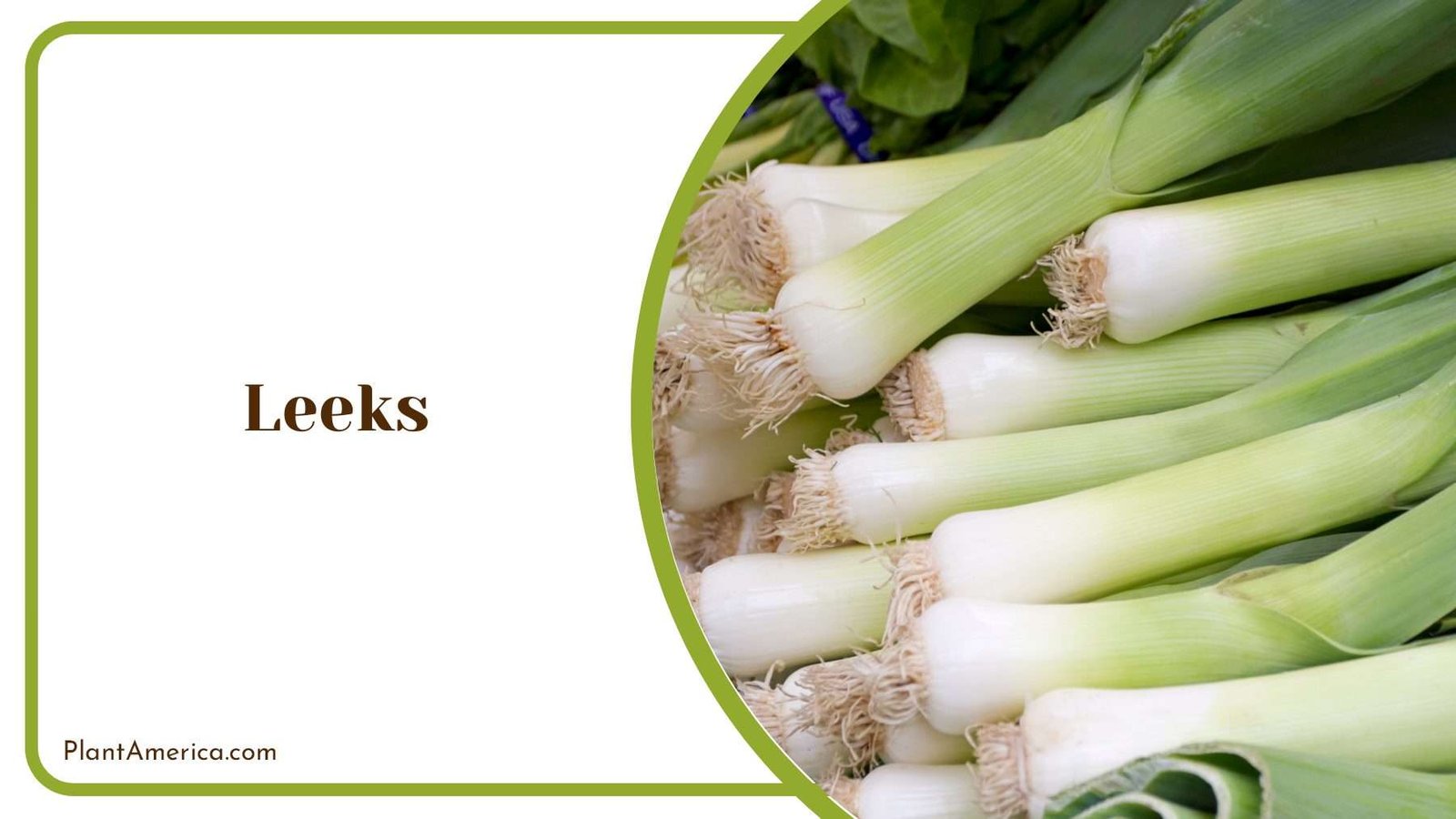 Leeks In Your Backyard Plant America