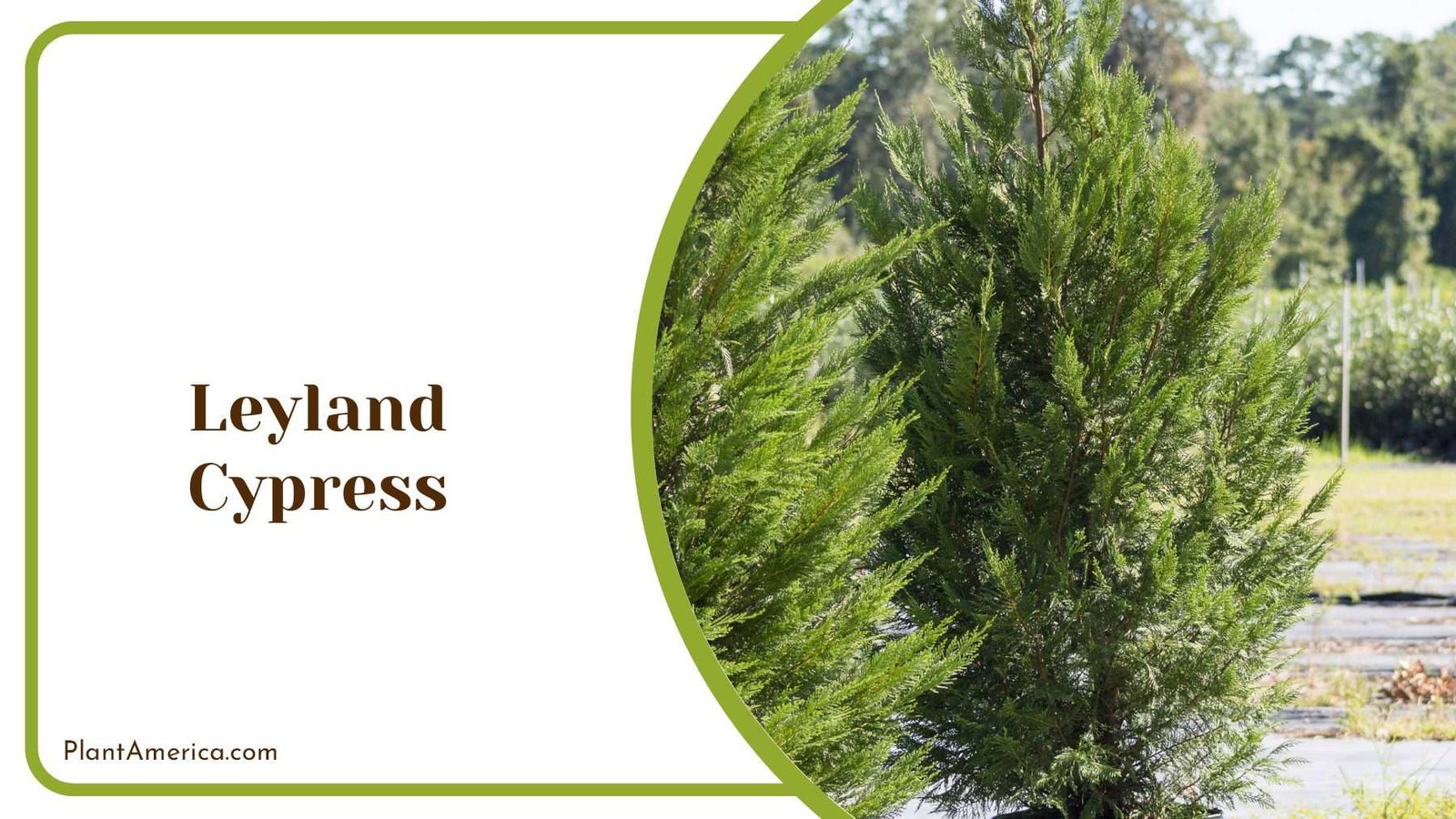 Leyland Cypress Trees Plant America