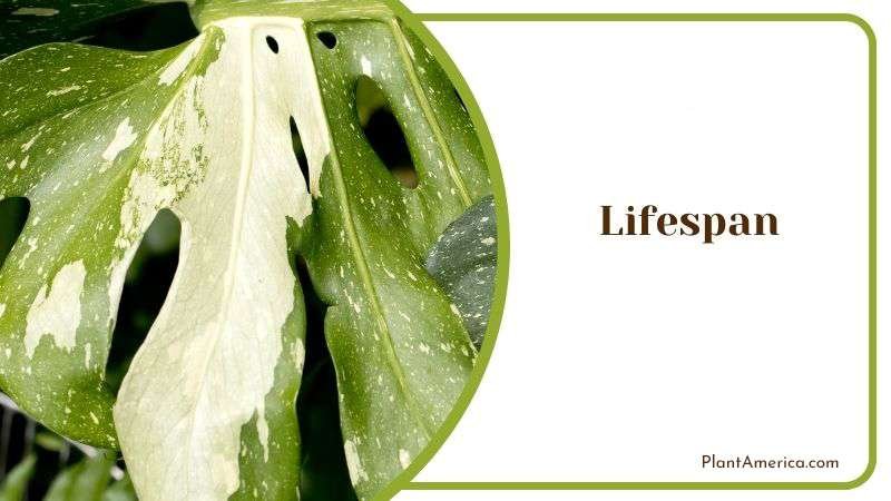 Lifespan of Albino Plants Plant America Lifespan of Albino Plants Plant America
