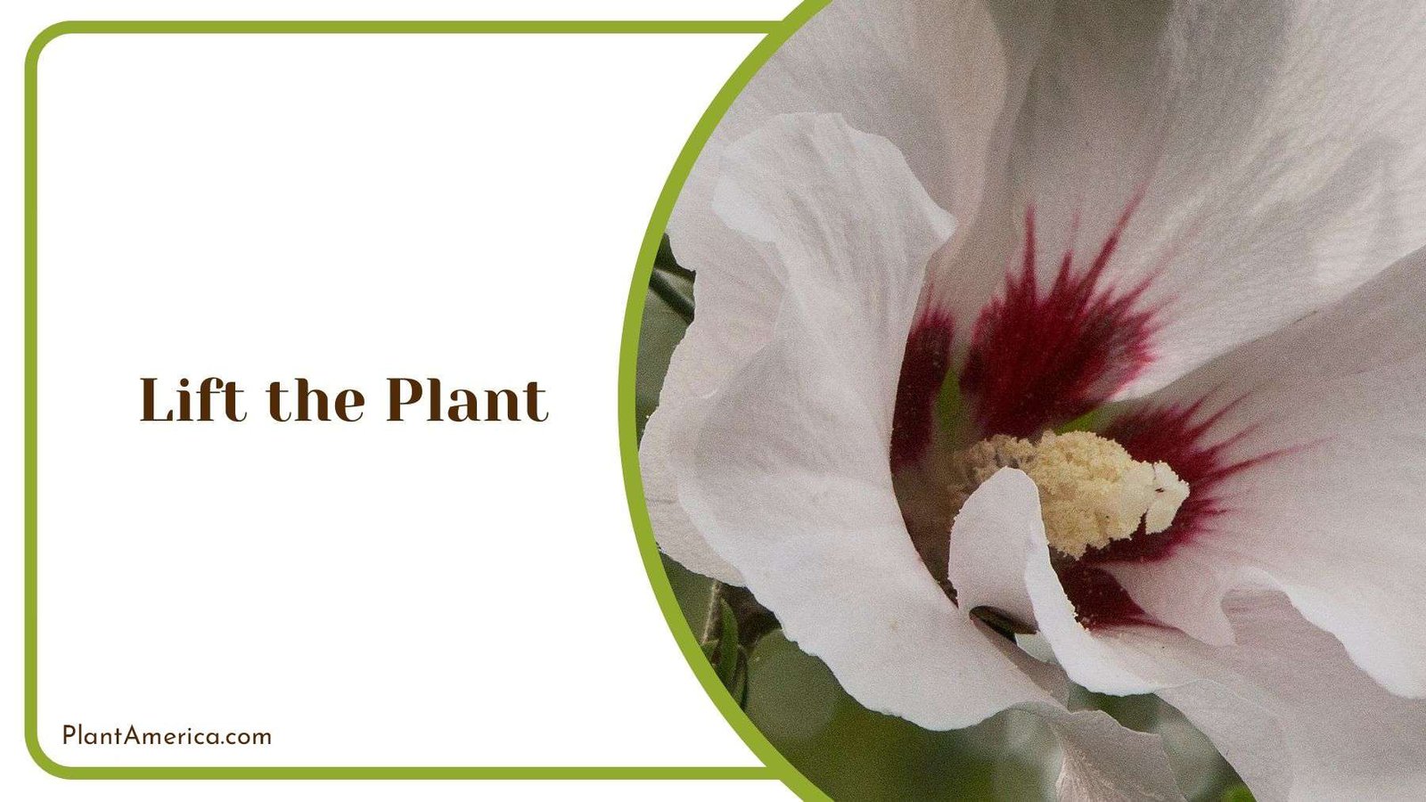 Lifting Rose of Sharon Plant Plant America