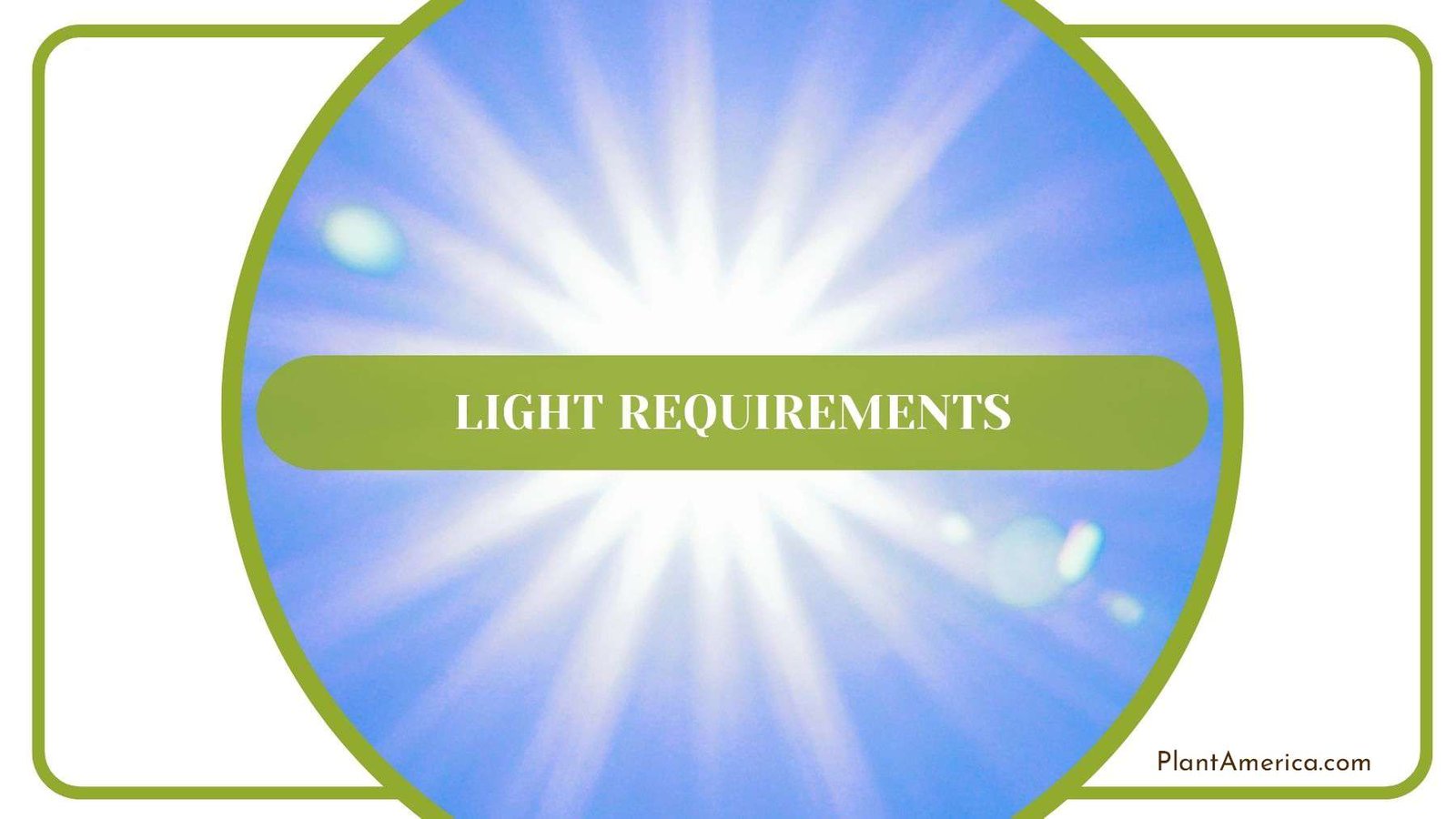 Light Requirements for Desert Rose Plant America