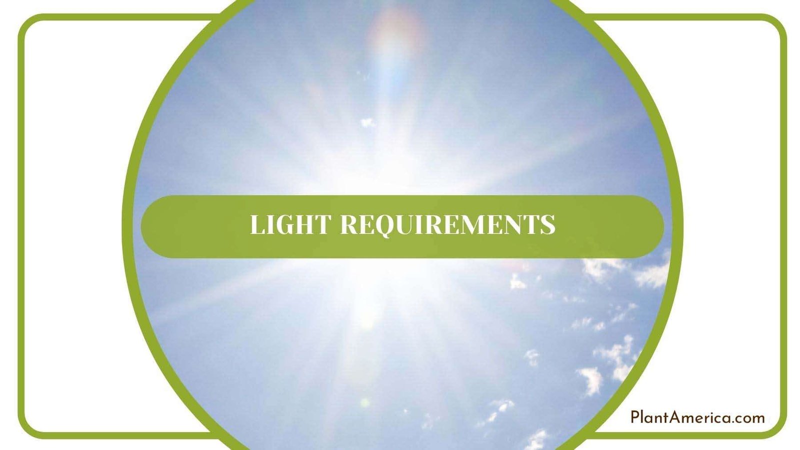 Light Requirements for Philodendron Plowmanii PlantAmerica