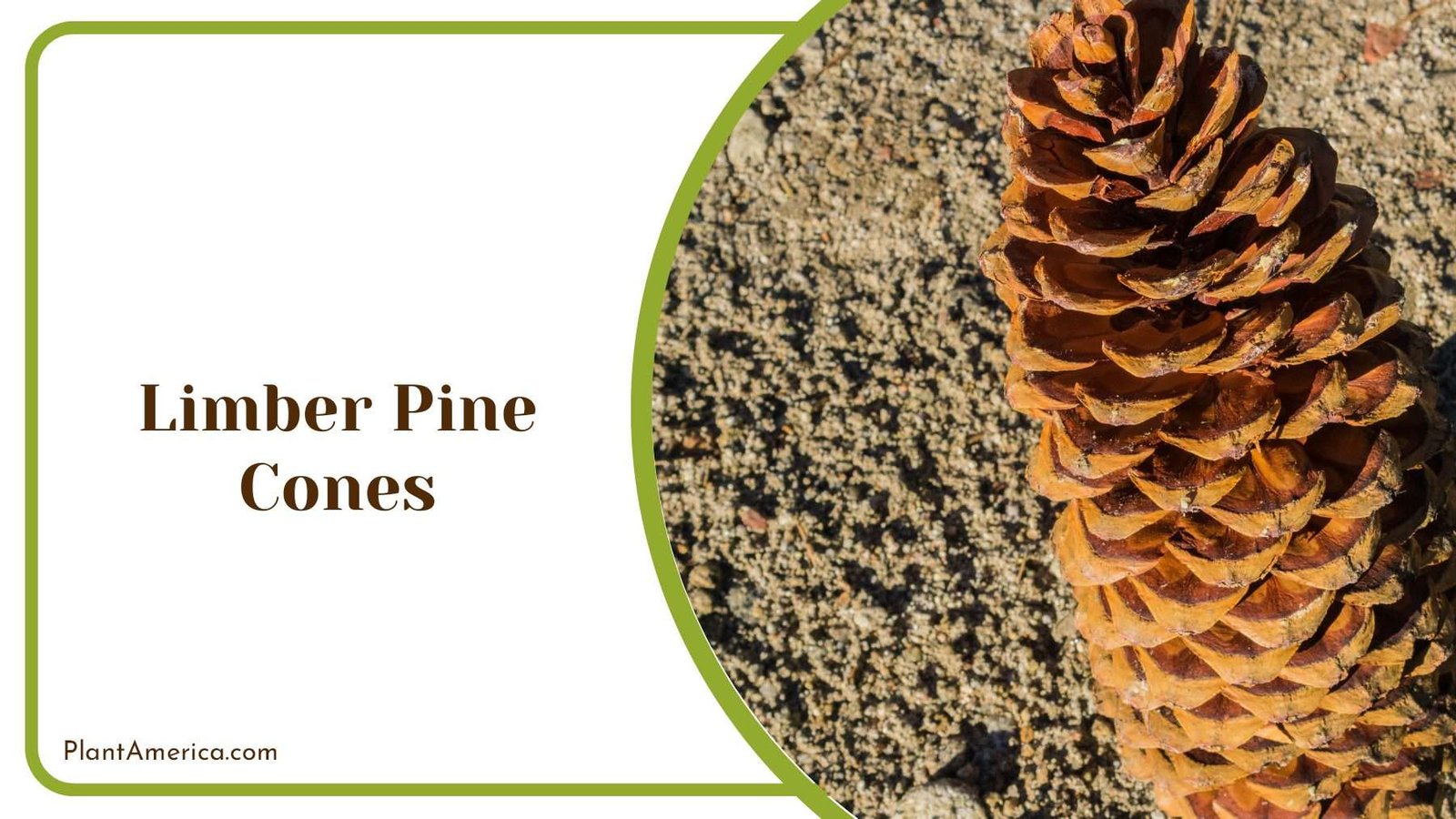 Limber Pine Cones PlantAmerica