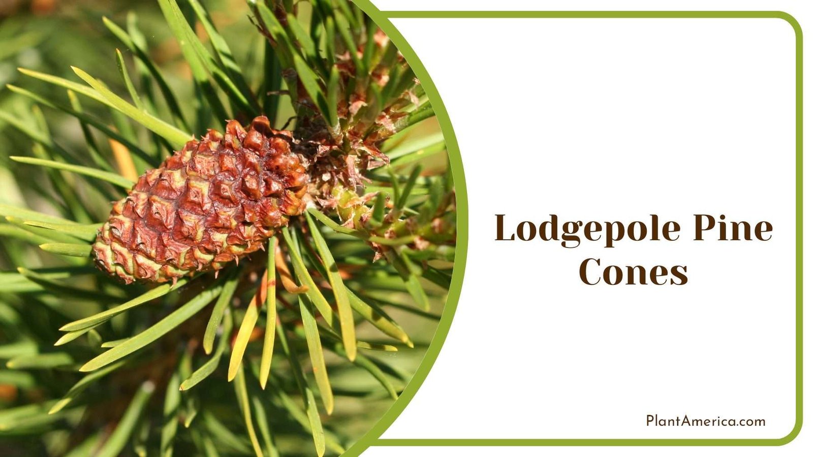 Lodgepole Pine Cones Medium Size PlantAmerica