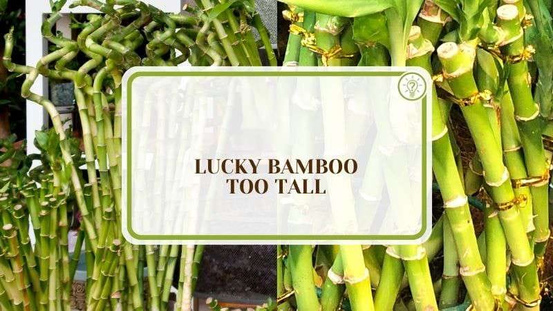 Lucky Bamboo Too Tall Plantamerica Lucky Bamboo Too Tall: Is It a Problem and The Ways To Deal