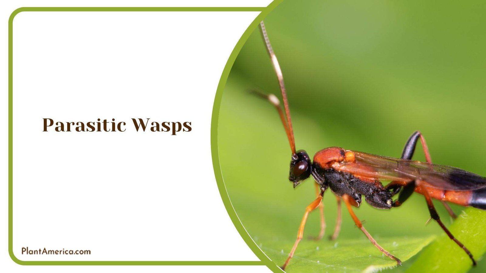 Macro Image of Parasitic Wasps Plant America