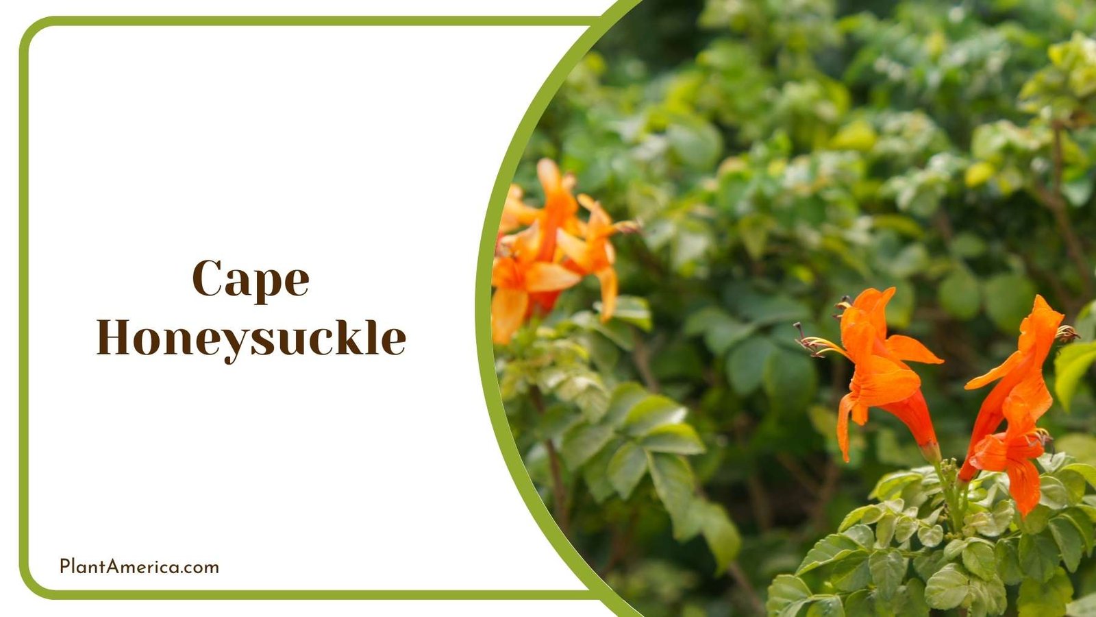 Magnificent Cape Honeysuckle In Garden Plant America
