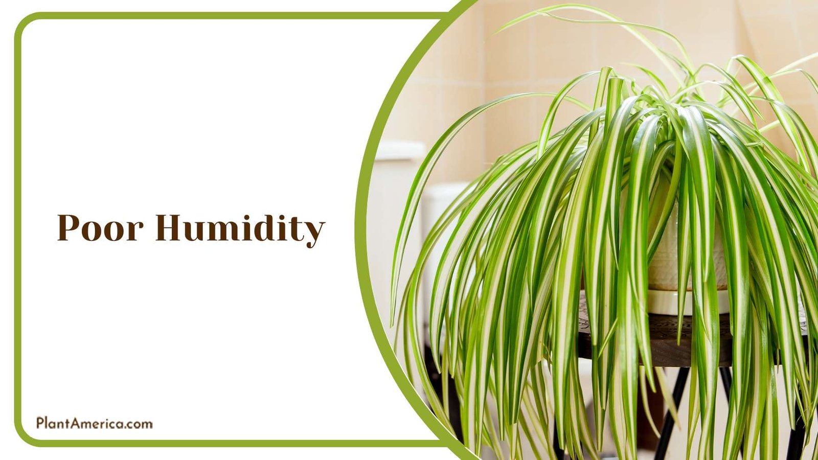 Maintaining Humidity for Spider Plants Plant America