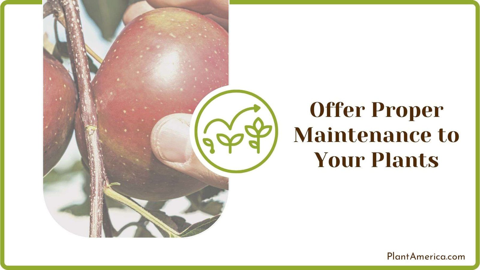 Maintenance of Apple Plants PlantAmerica