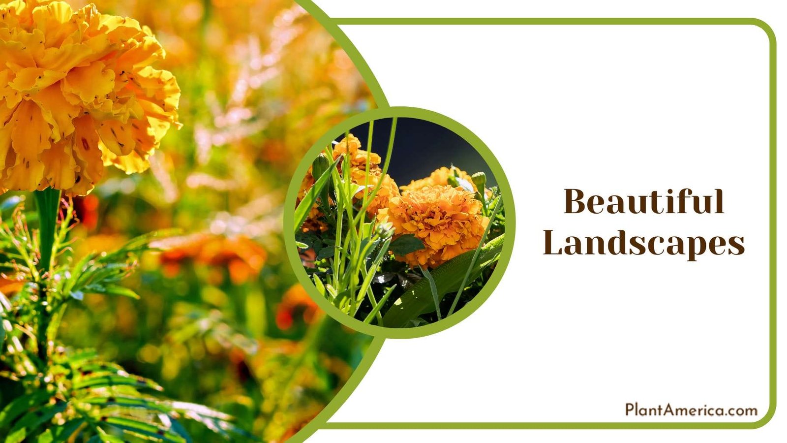 Marigolds for Beautiful Landscapes Plant America