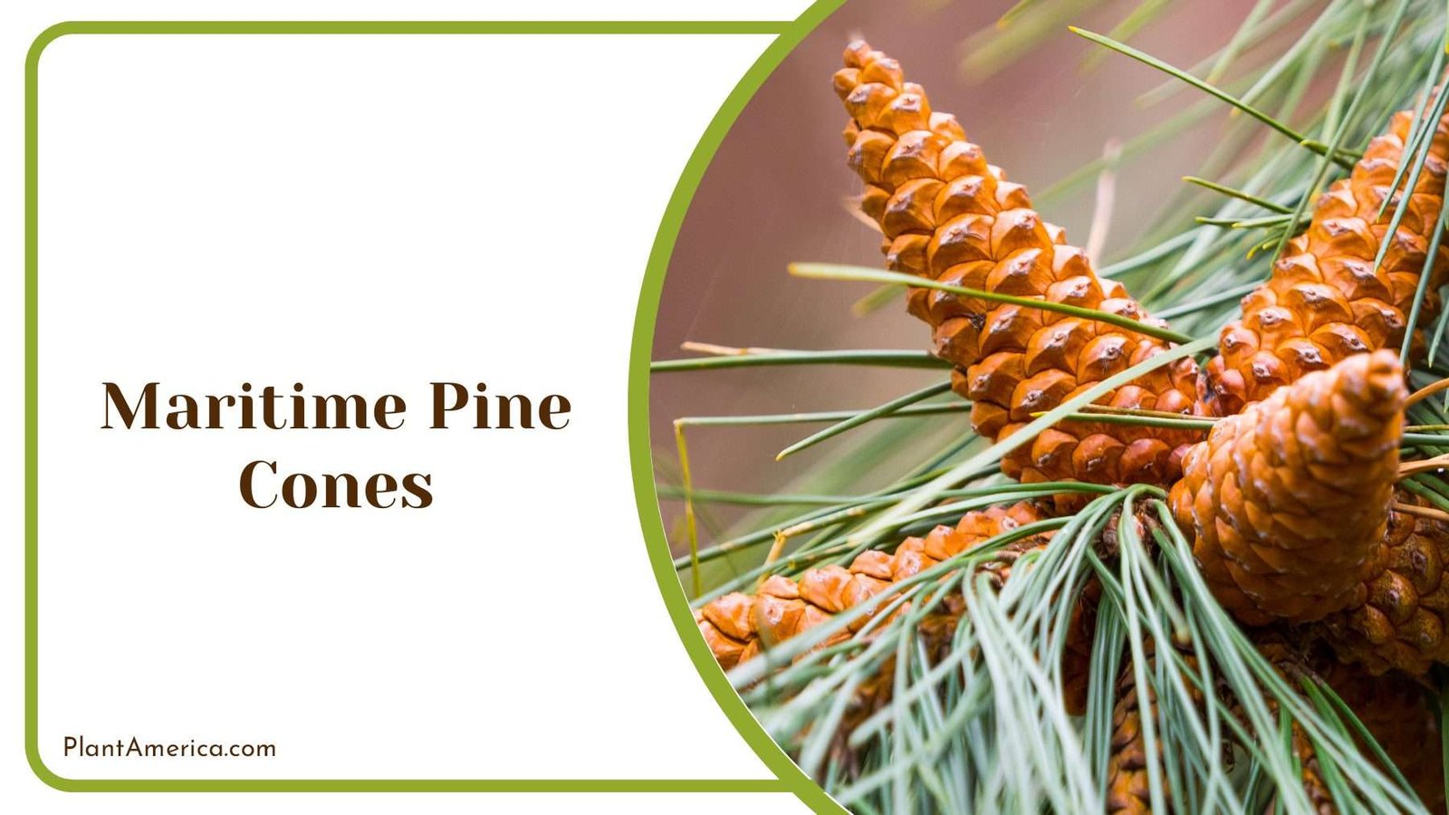 Maritime Pine Ovoid Cones PlantAmerica