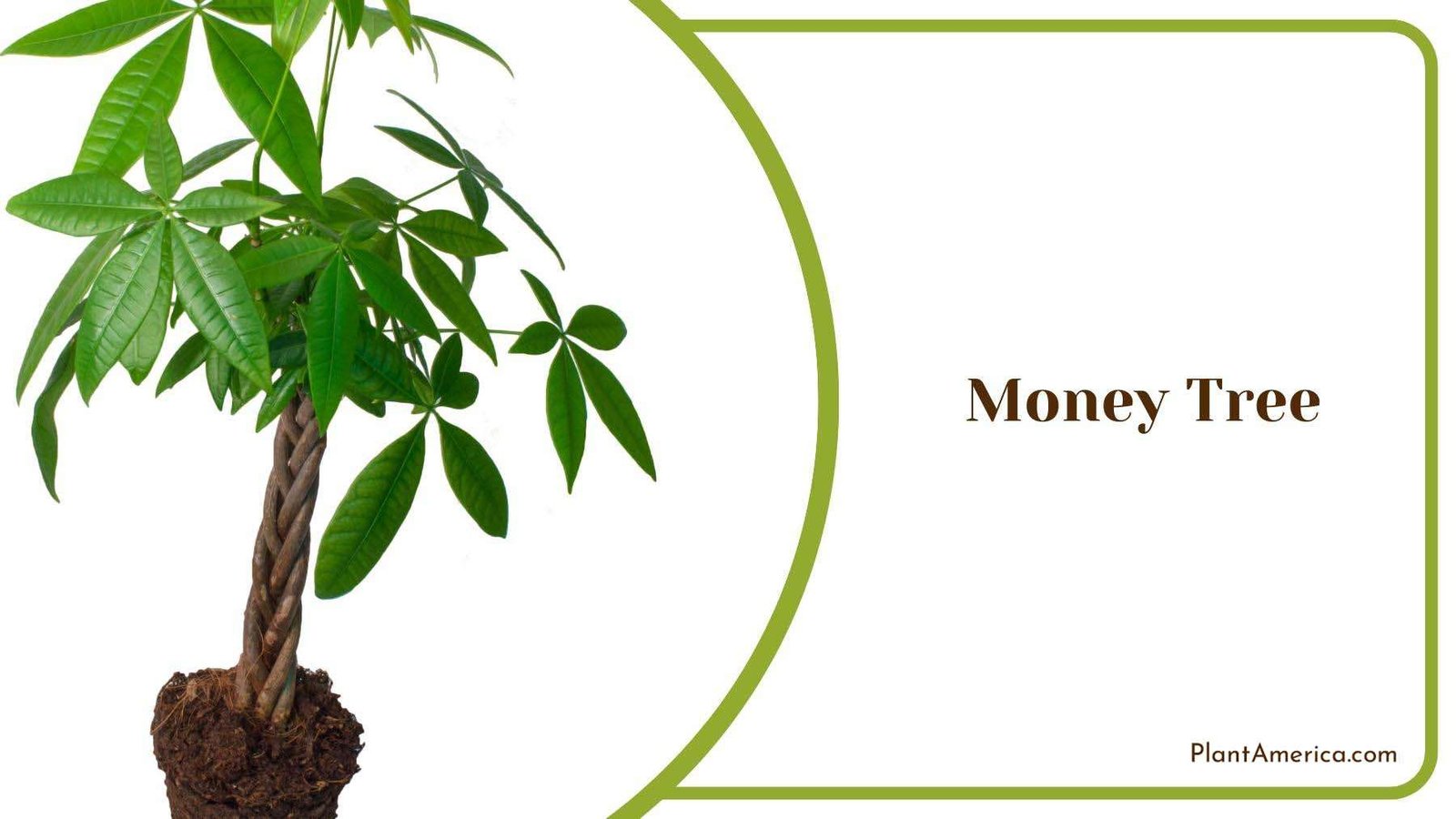 Money Tree On White Background Plant America Money Tree On White Background Plant America