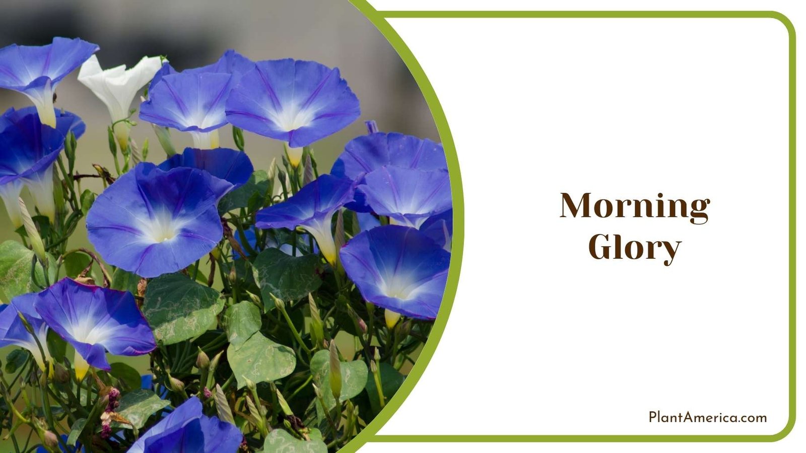 Morning Glory Close Shot Plant America