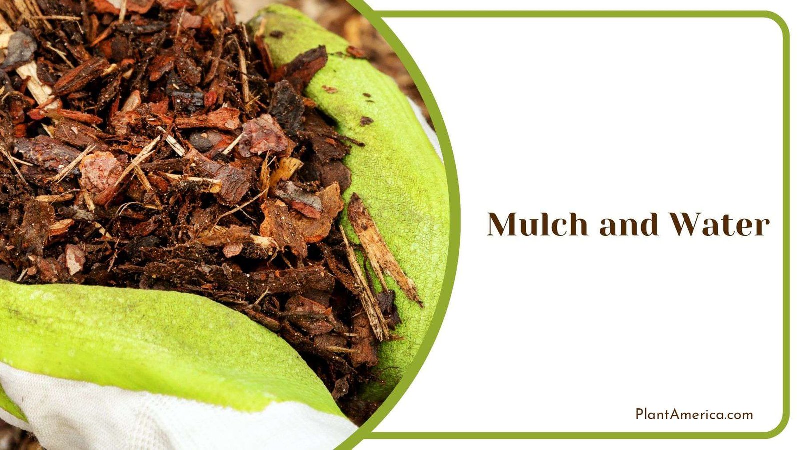 Mulch and Water for Rose of Sharon Plant America