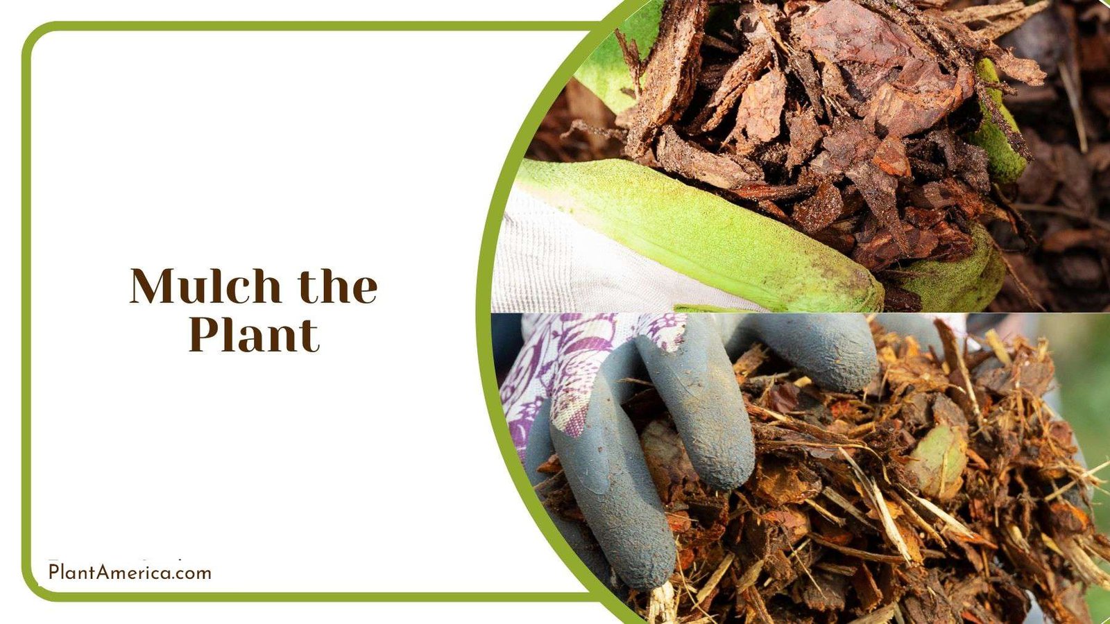 Mulching Russian Sage Plant Plant America