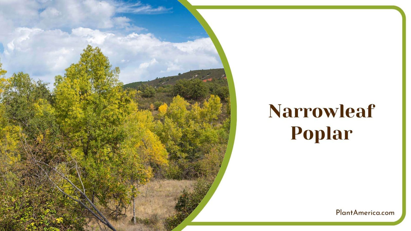 Narrowleaf Poplar In Nature Plant America Narrowleaf Poplar In Nature Plant America