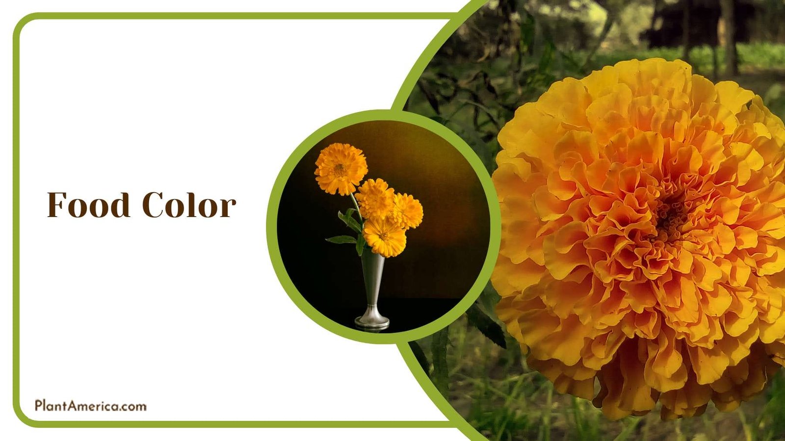 Natural Food Color Plant America
