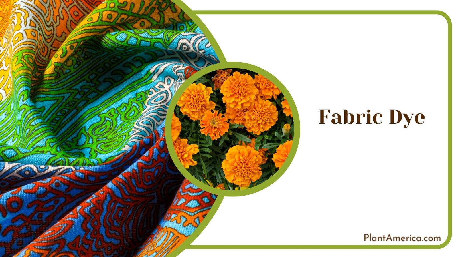 Naturally Dying Fabric Plant America