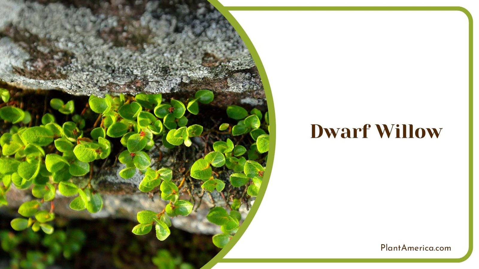 Needs of Dwarf Willow PlantAmerica Needs of Dwarf Willow PlantAmerica