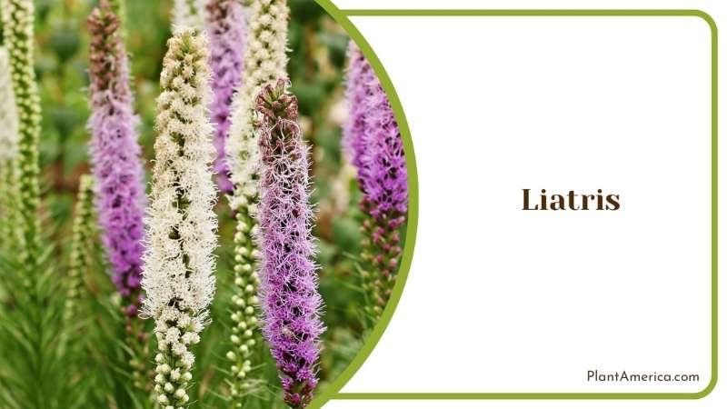 Needs of Liatris Plant Plant America