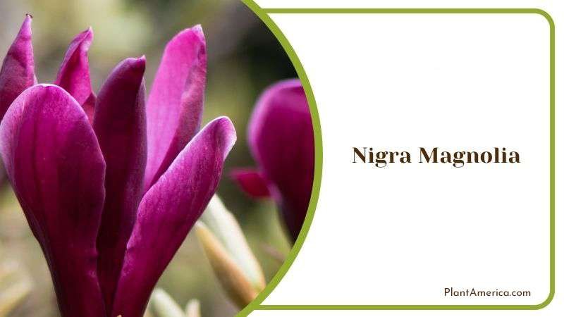 Nigra Magnolia Growing Season PlantAmerica