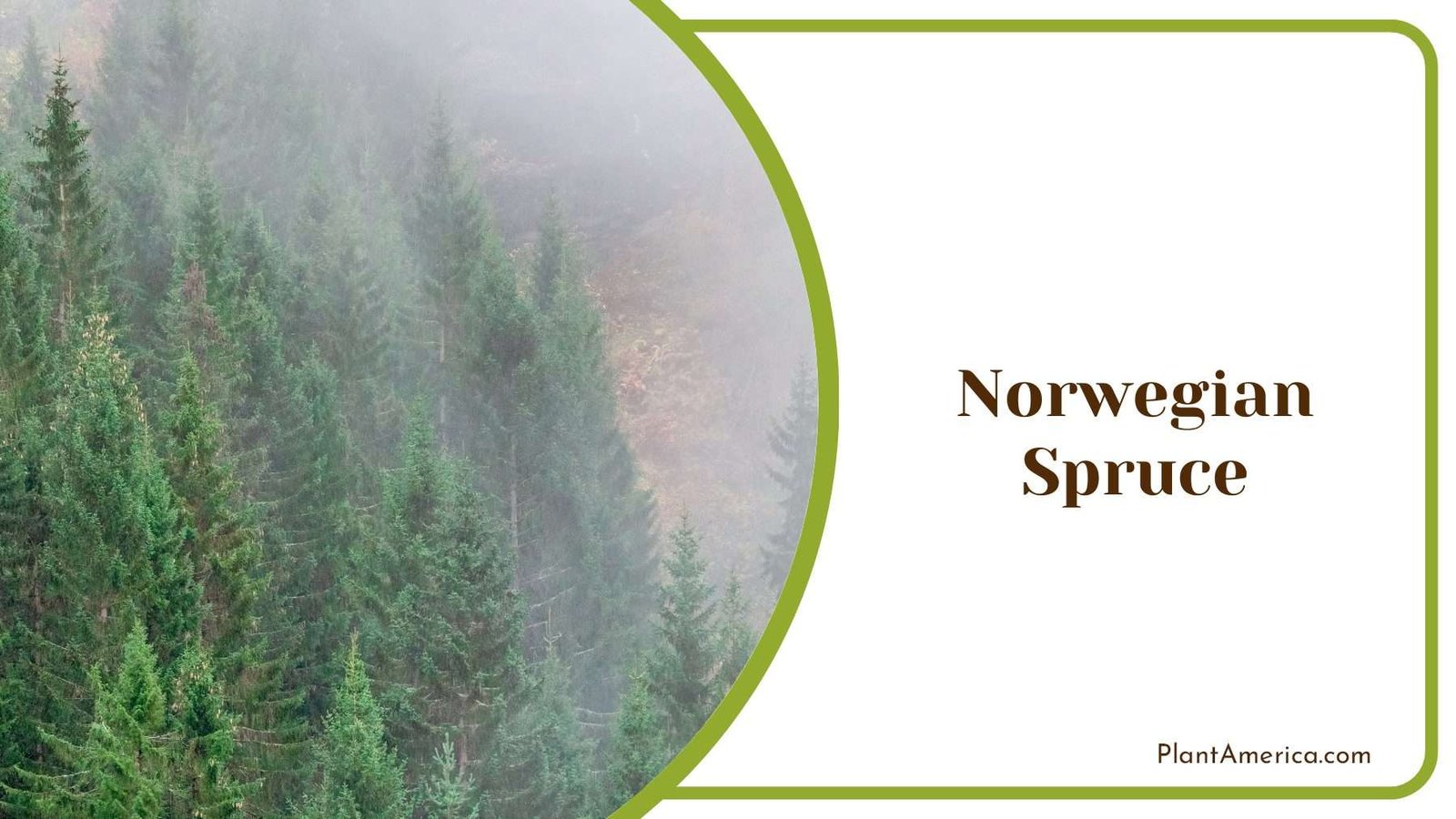 Norwegian Spruce Excellent Home Privacy Plant America