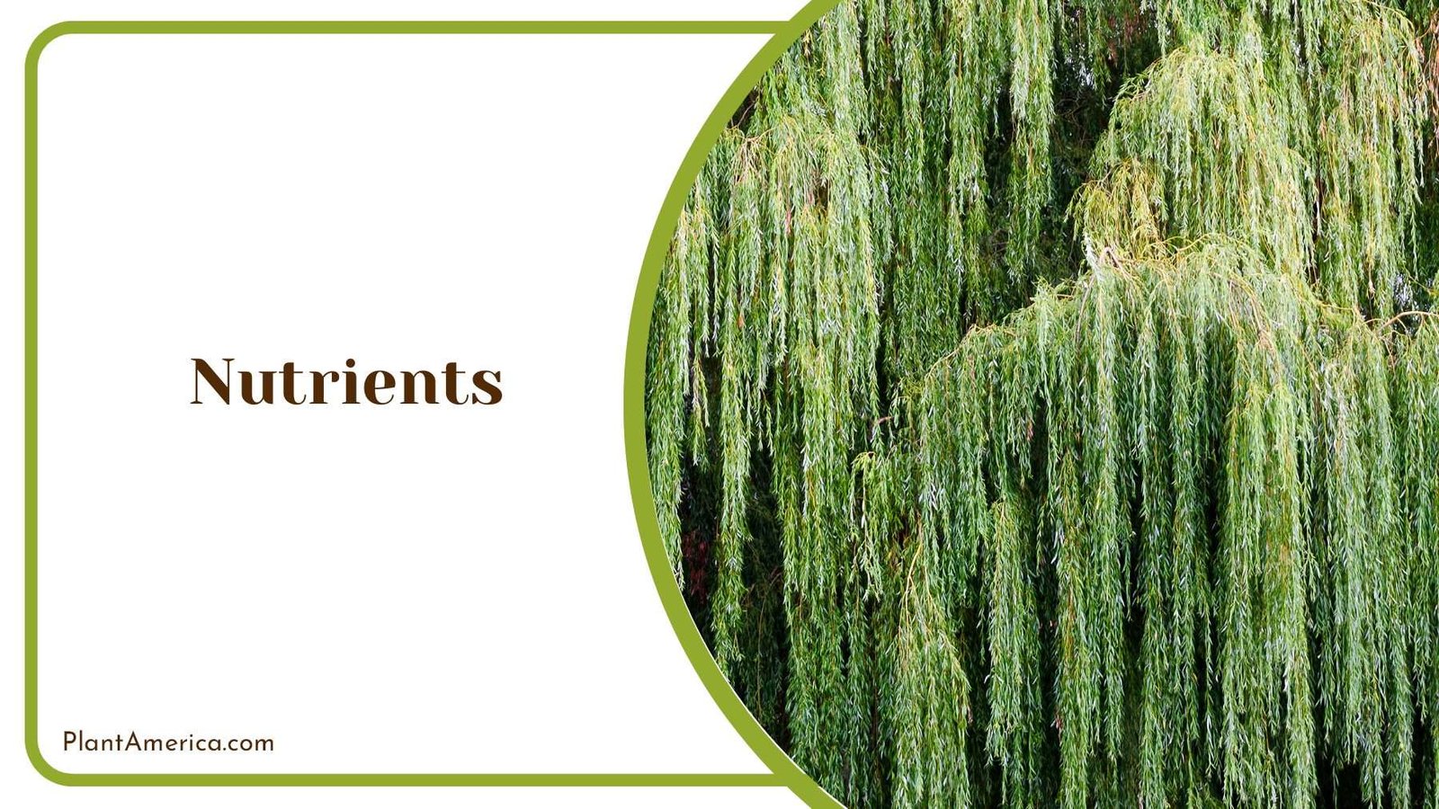 Nutrients for Weeping Willow PlantAmerica