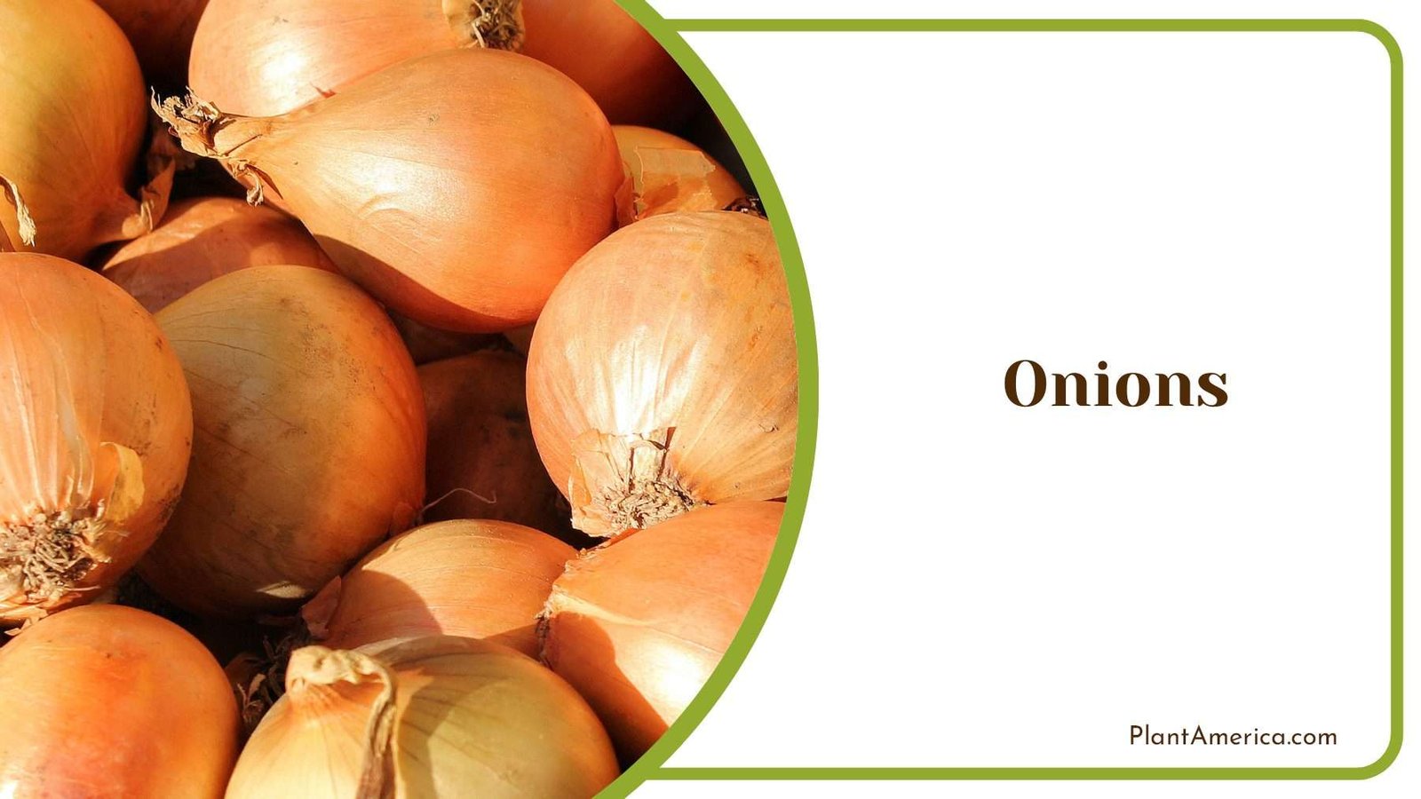 Onion Fresh Garden Goodness Plant America