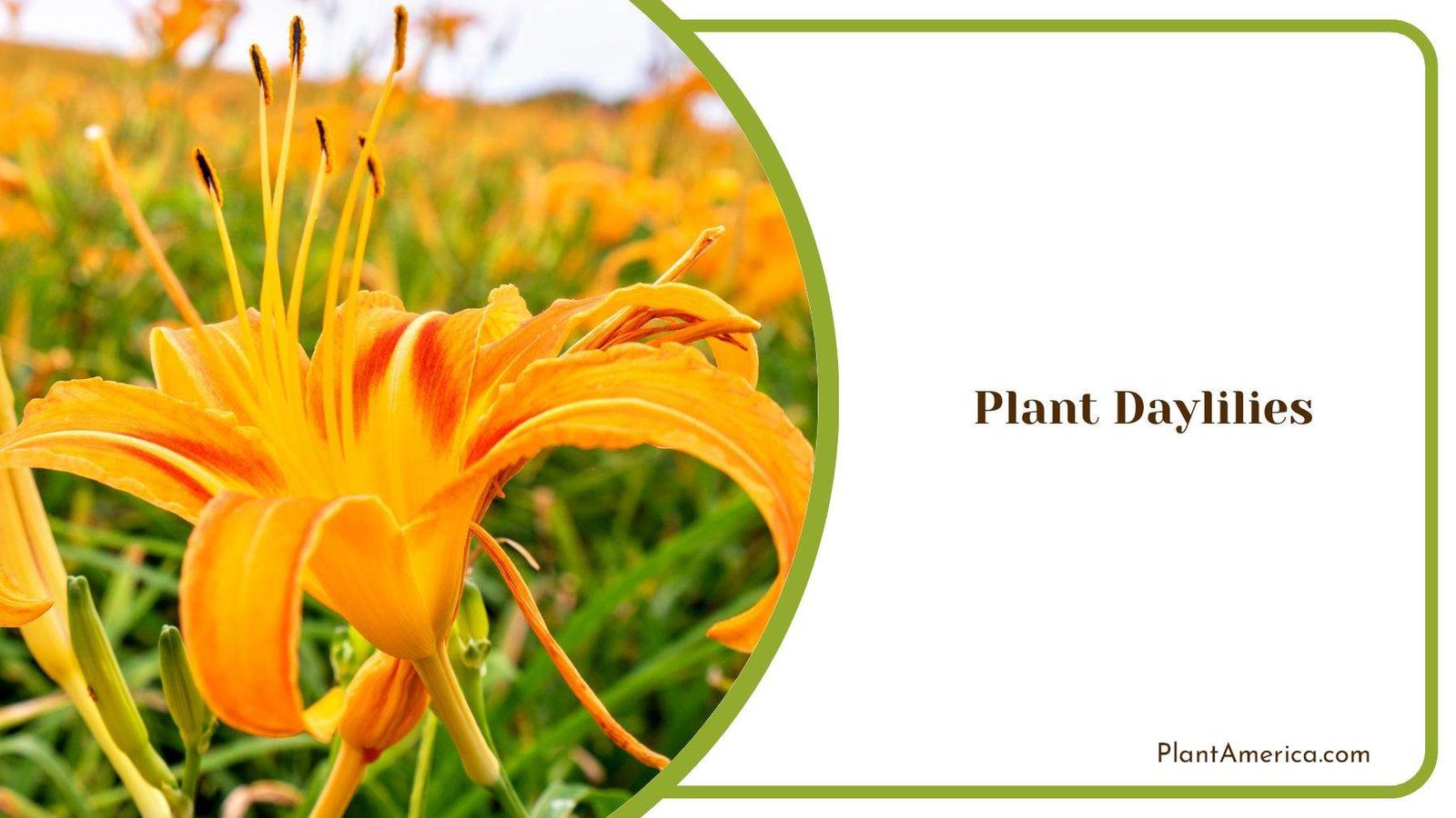 Orange Daylily Opening Completely Plant America