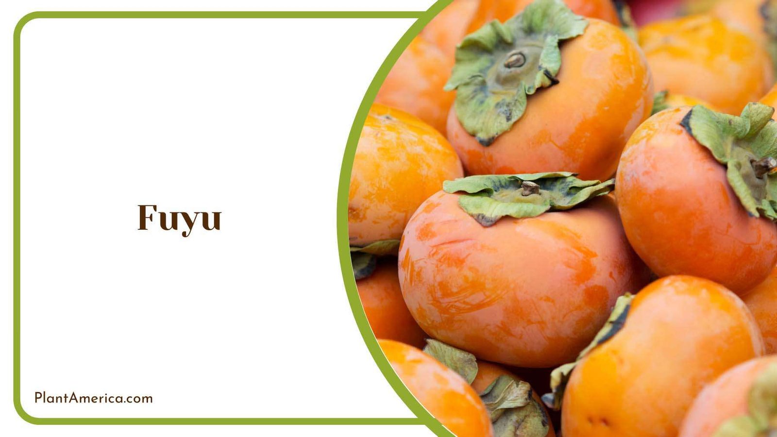 Orange Fresh Fuyu Plant America