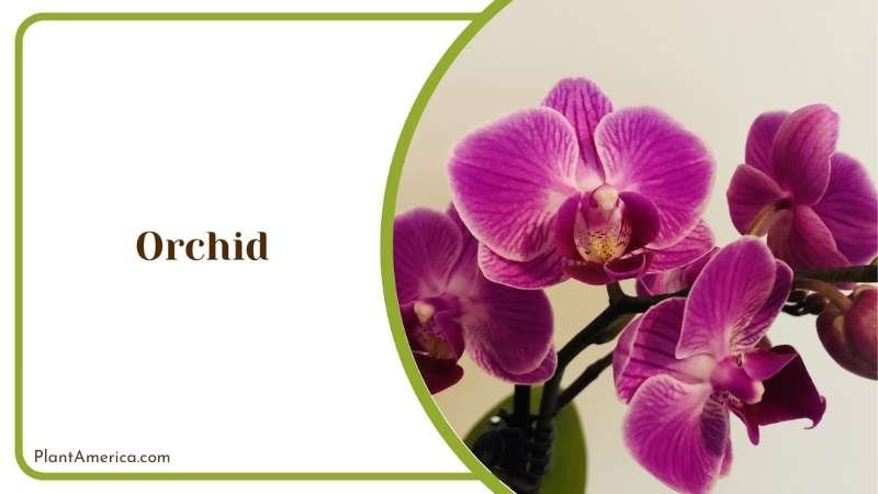 Orchid Astounding Array Plant America