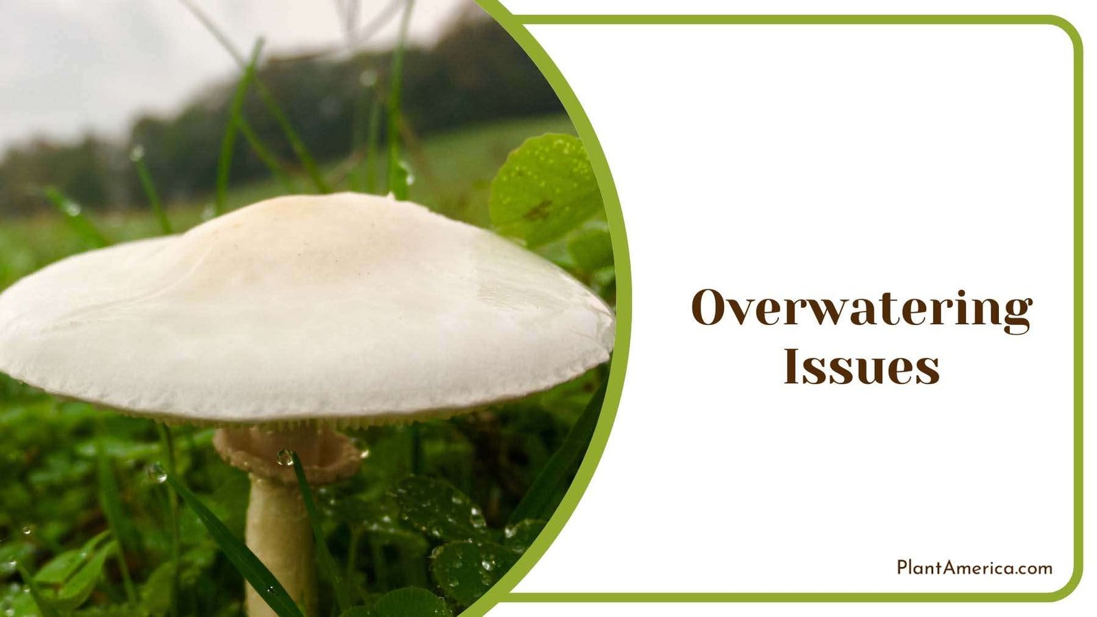 Overwatering Symptoms in Mushrooms Plant America