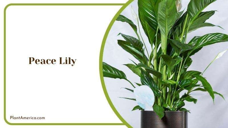 Peace Lily Growing Season Plant America 1