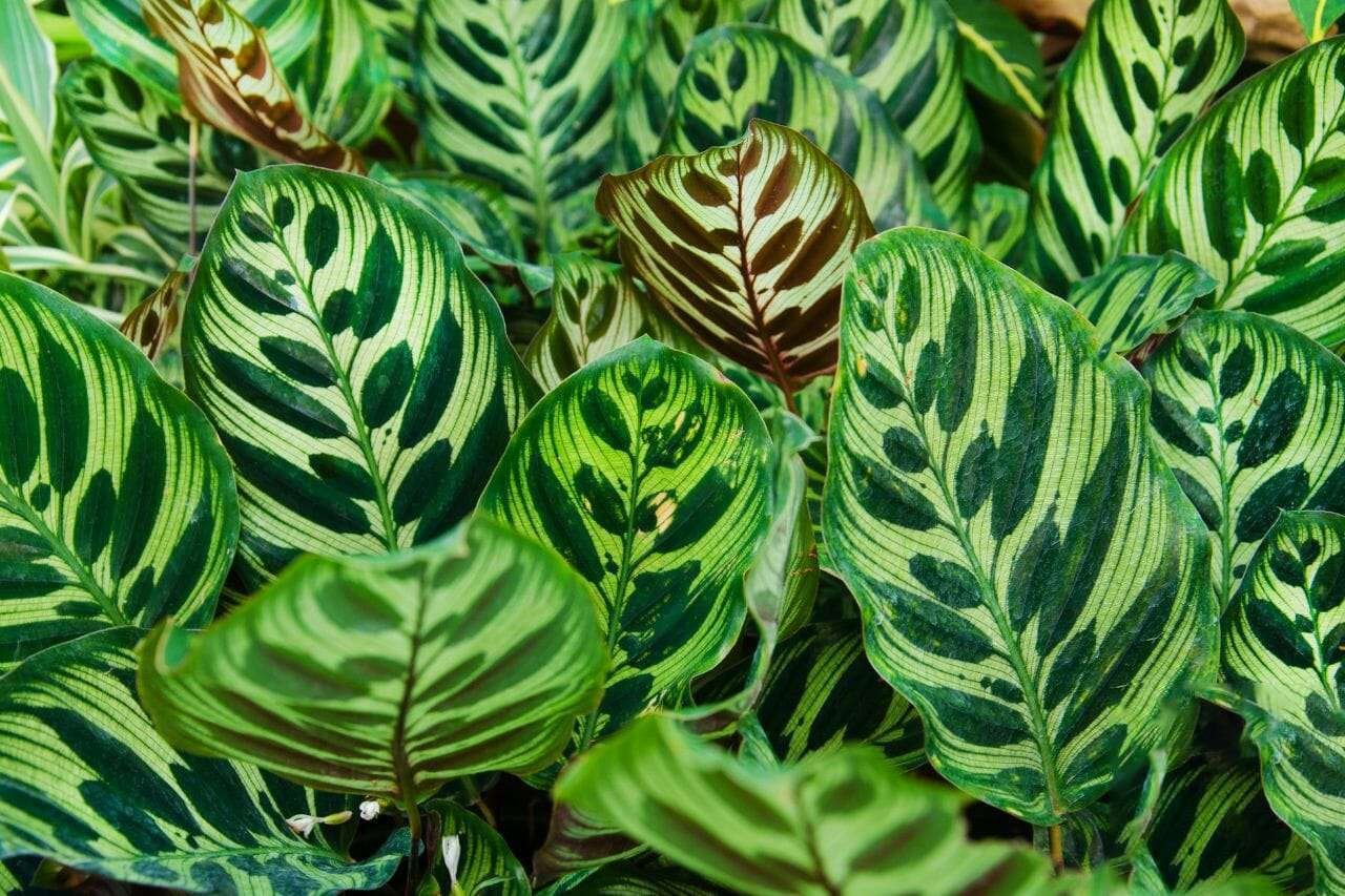 Peacock Plant PlantAmerica
