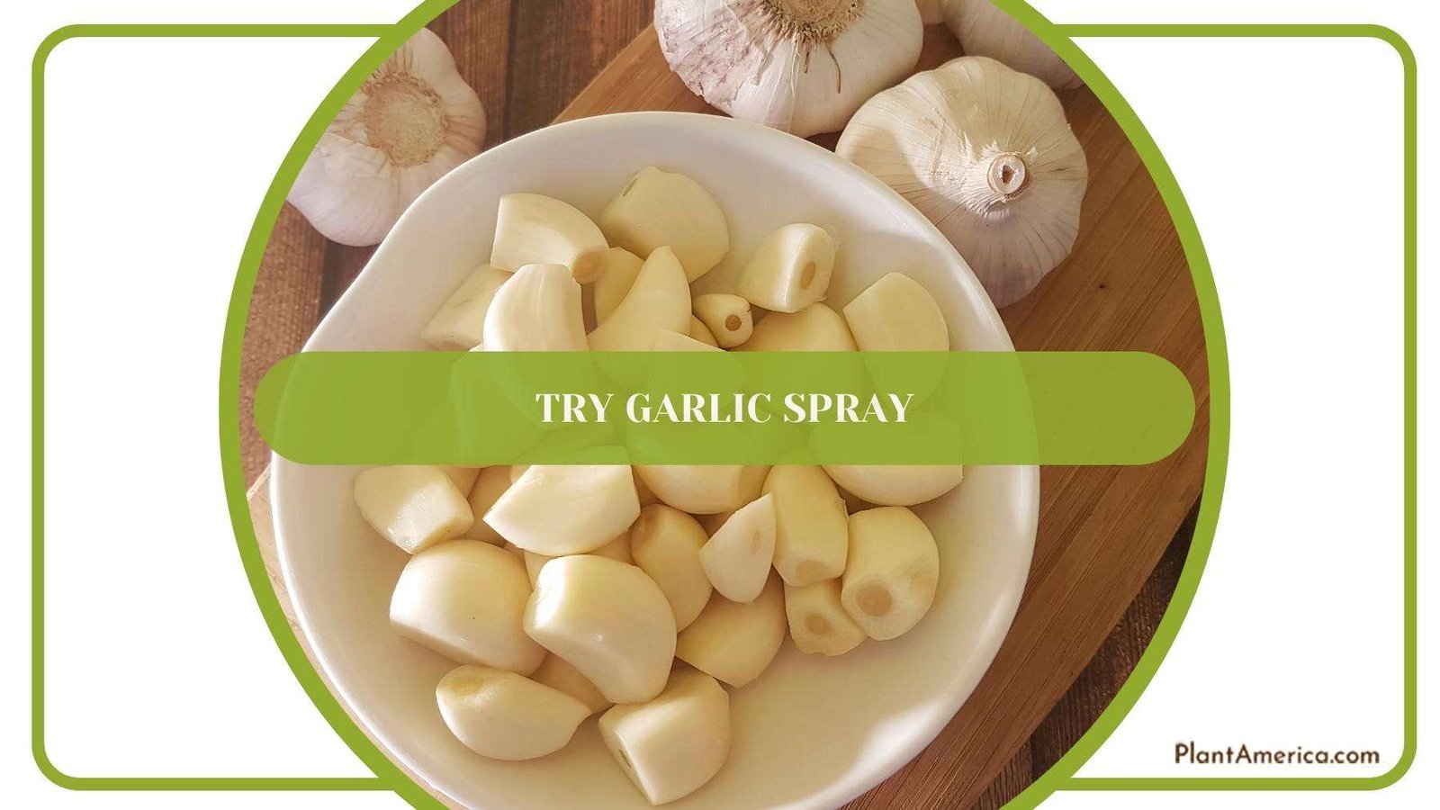 Peeled Garlics Before Making Extraction Out of Them Plant America