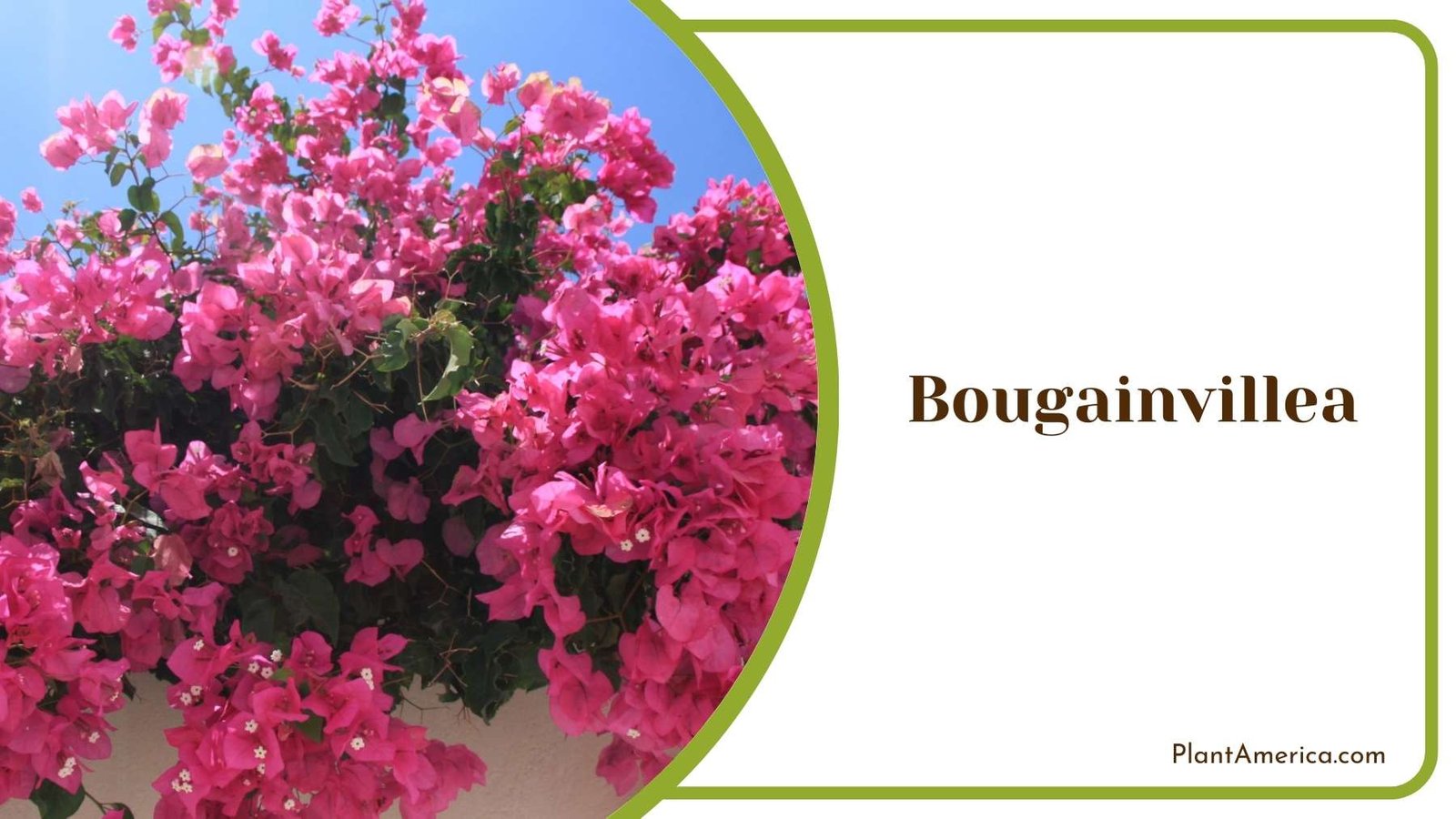 Perfect Bougainvillea Bloom Plant America