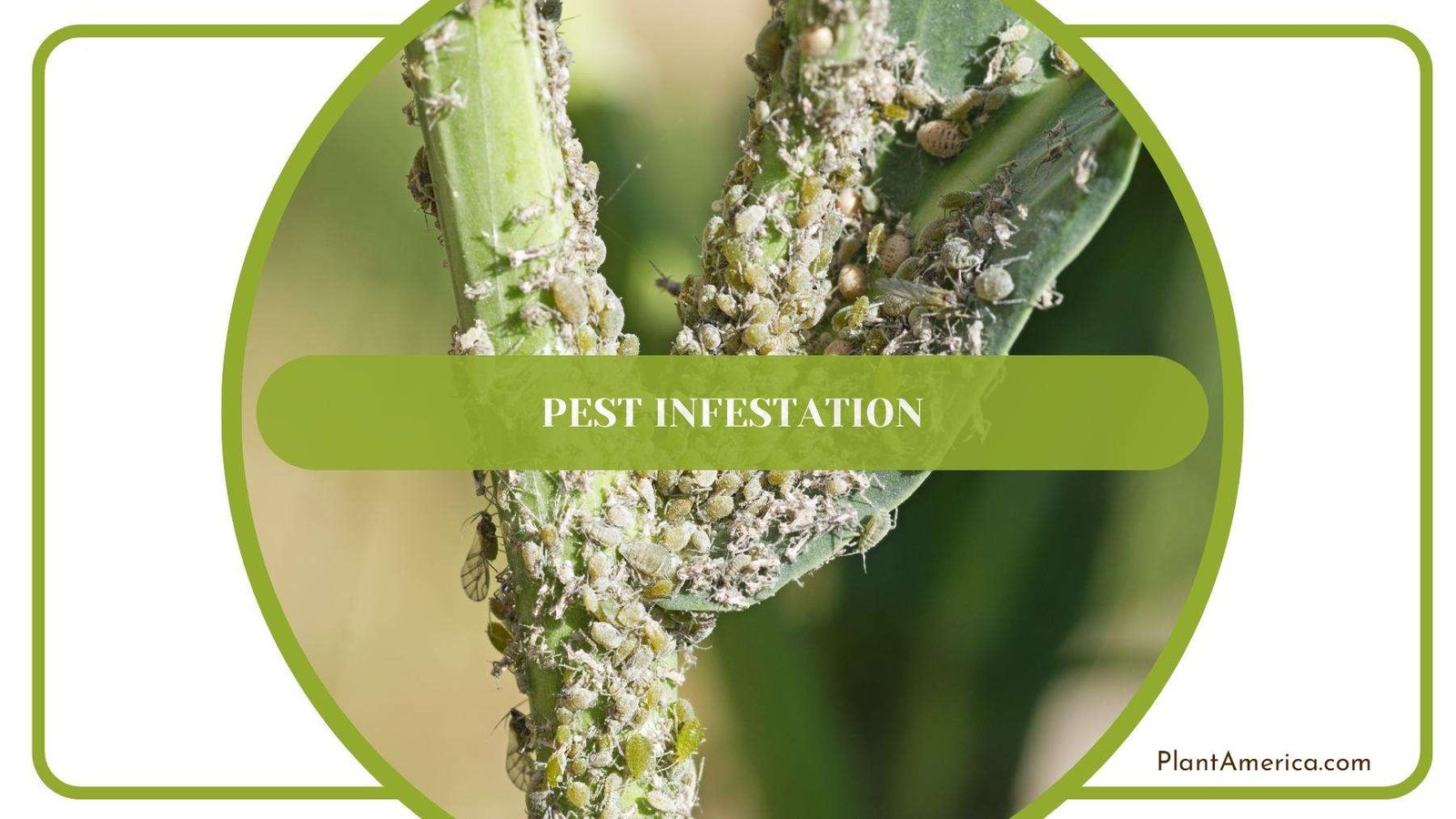 Pest Attack On the Plant Plant America