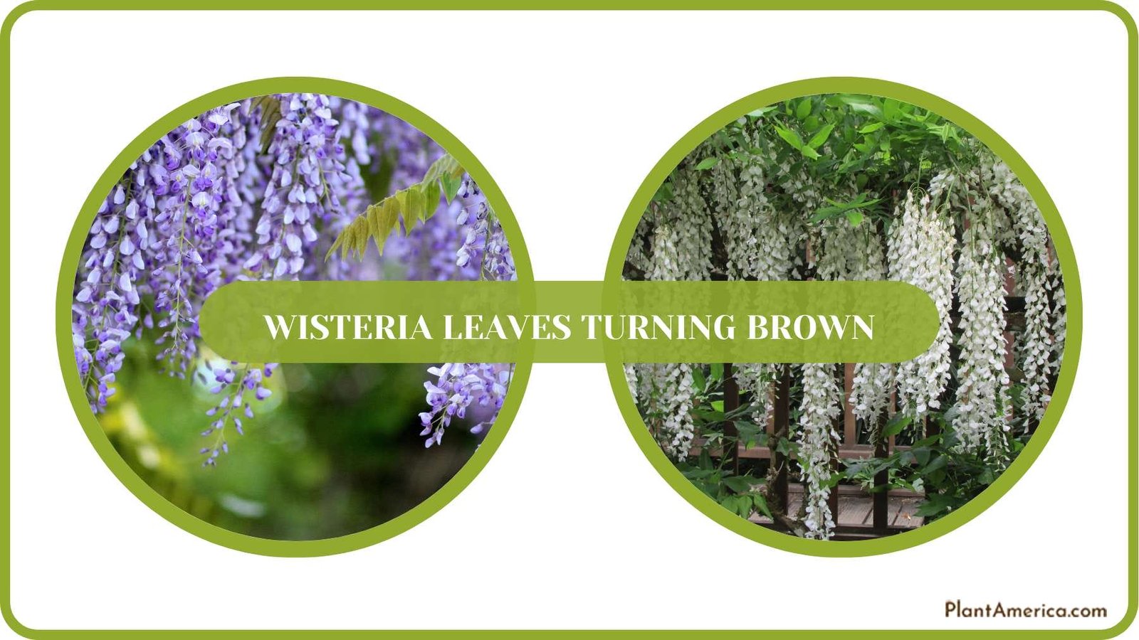 Pest Free Wisteria Plant America