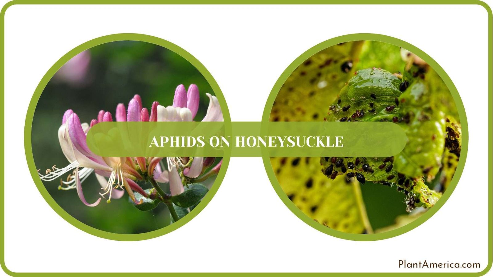 Pest Infestation on Honeysuckle Plant America