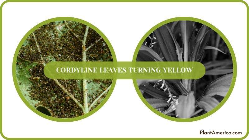 Pests on Cordyline Leaves Plant America