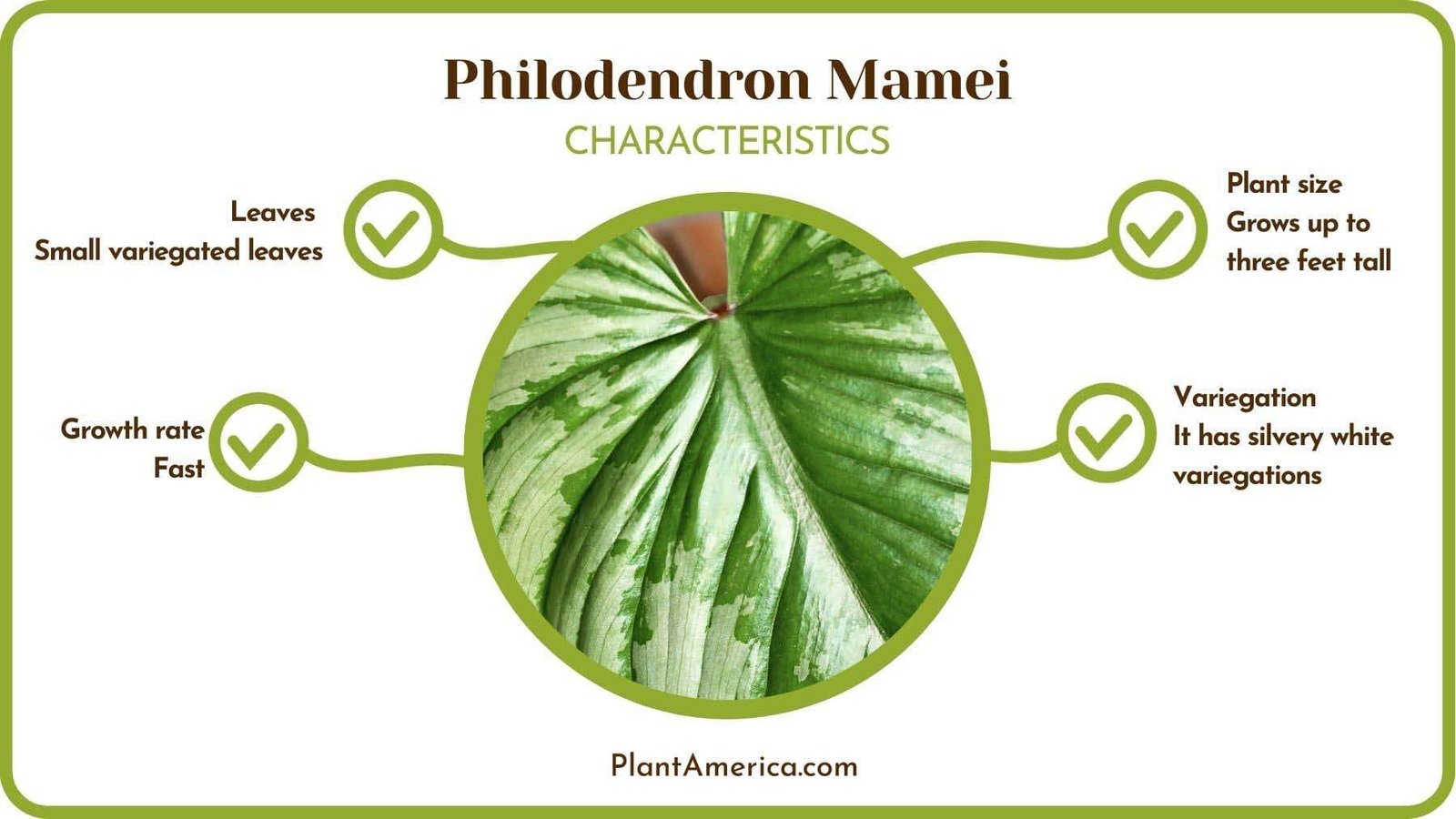 Philodendron Mamei Characteristics PlantAmerica 1