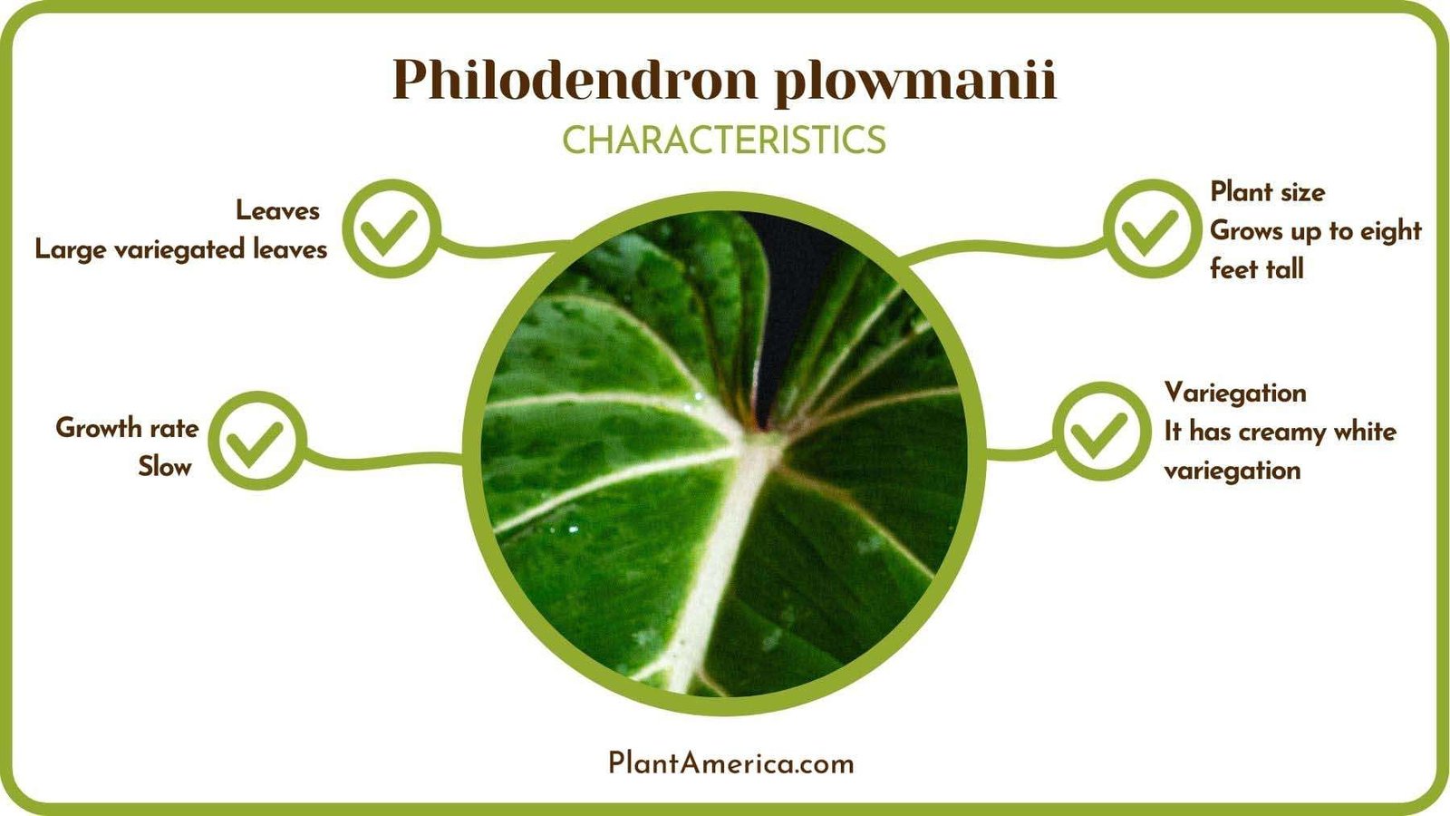 Philodendron Plowmanii Characteristics PlantAmerica 1